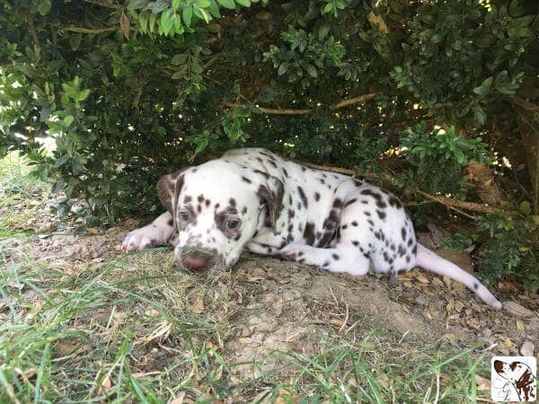Dalmatiner Camilla Welpe unter Busch im Schatten