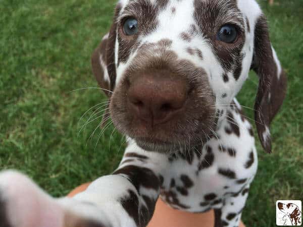 Dalmatiner Camilla Welpe Selfie