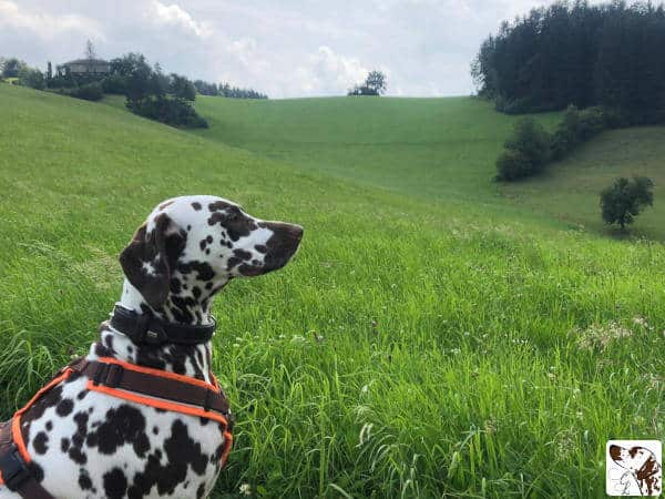 Dalmatiner Camilla auf grüner hügeligen Wiese